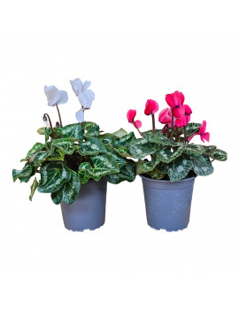 Cyclamen Mini