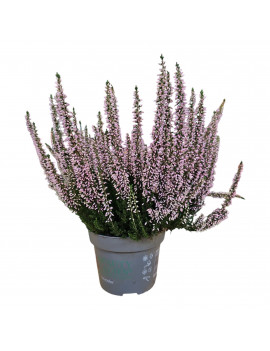 Calluna Vulgaris