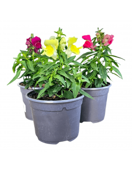 Antirrhinum majus (Conillet)