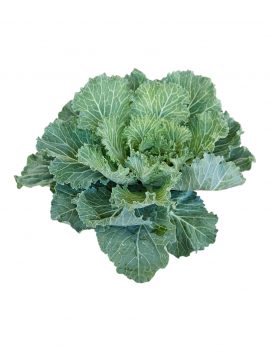 Brassica