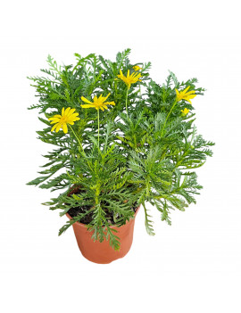 Euryops