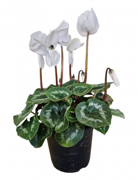 Cyclamen