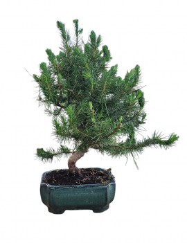 Pinus Halepensis Bonsai 7 anys