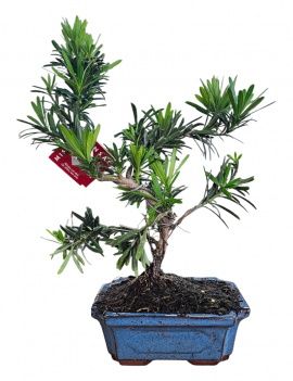 Podocarpus microphyllus 7 años