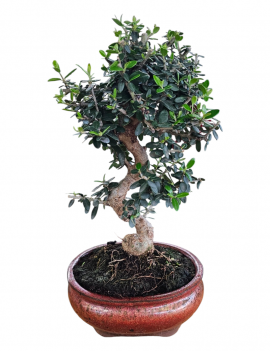 Olea europaea Bonsái 8 años