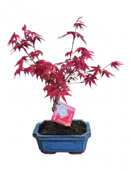 Acer Palmatum Bonsai 7 años