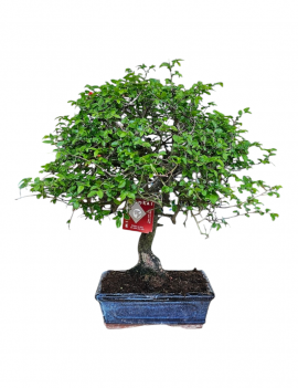 zelkova parvifolia bonsai 8...