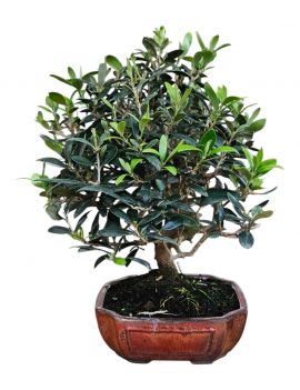 olea europaea 9 años